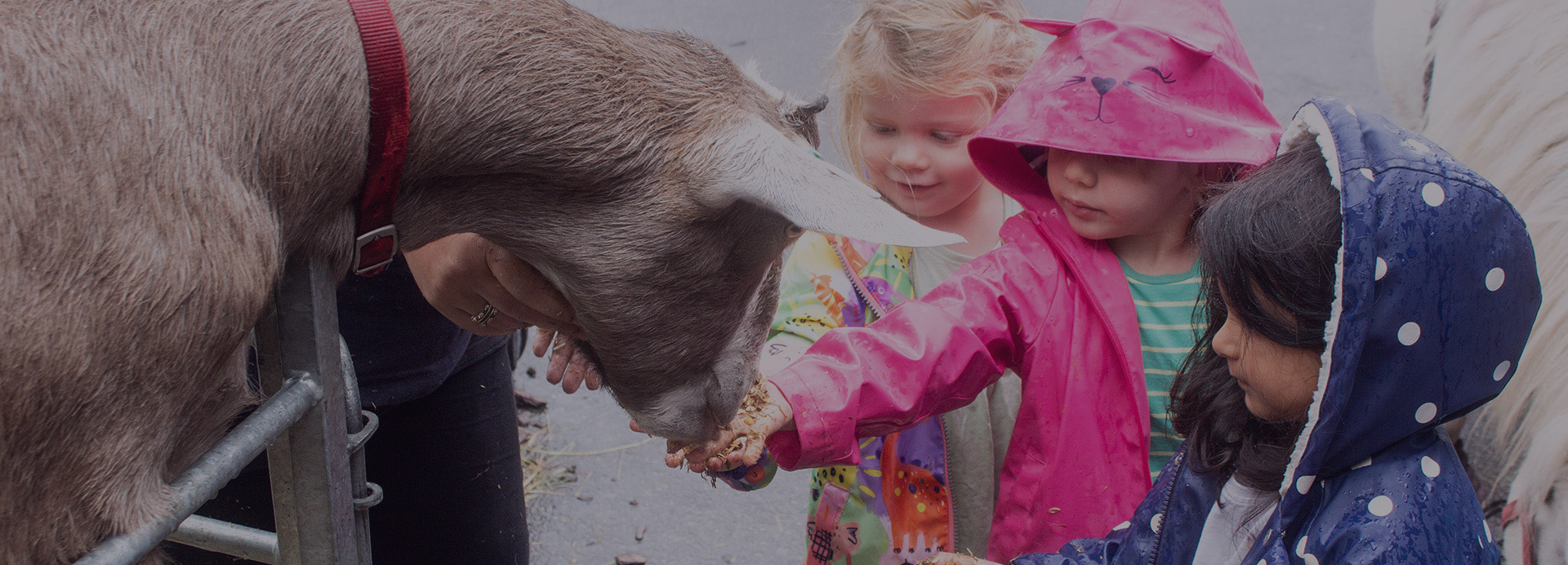 Highwood Nursery Children Feeding Donkey